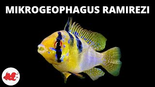 Ramirezi  Mikrogeophagus Ramirezi ✔ [upl. by Ahsienot713]