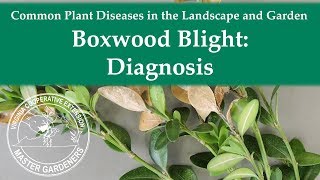 Boxwood Blight Diagnosis [upl. by Christianson263]