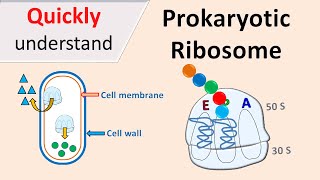 Prokaryotic Ribosomes  70S Ribosomes [upl. by Haidej64]