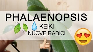 Orchidea Phalaenopsis  Nuove radici sul KEIKI [upl. by Kellia]