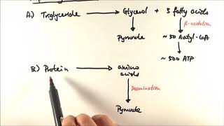 A2 Biology  Respiratory substrates OCR A Chapter 186 [upl. by Adeline]