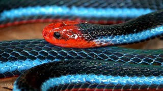 Malayan Blue Coral Snake Singapore Nature 2020 [upl. by Geof]