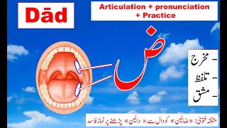 Makhraj of Daad Tajweed Quran free  Dwaad Tajweed  Quran online  pronunciation of Arabic letters [upl. by Eidnil]