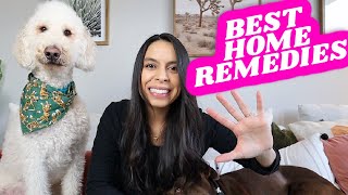 TOP 5 Ways To STOP Dogs Itchy Skin Naturally 🐶 Home Remedies that actually work [upl. by Greenleaf770]