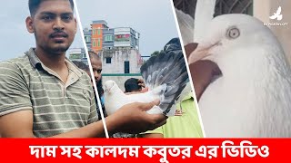 দাম সহ কালদম কবুতর এর ভিডিও  RS Pigeon Loft Vlog 007 [upl. by Reitman]