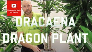 All you need to know about Dracaena  Dragon plant Most varieties [upl. by Nuahsal361]