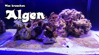 Algen Im Meerwasseraquarium [upl. by Annohsed]