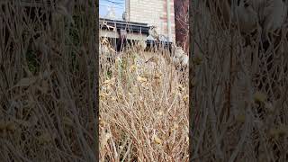 Lots of little bridies singing a sweet Song Toronto ontario Canada [upl. by Drofnelg]