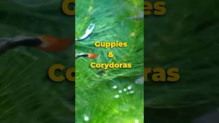 Best Guppy Tank Mates Corydoras 🐠 guppy shorts [upl. by Vonnie323]