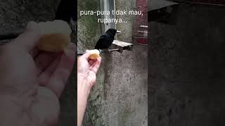 Burung ini Doyan Durian [upl. by Artkele705]