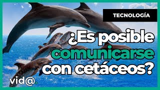 ¡Increíble Tecnología de Sonido que Permite Hablar con Cetáceos VidaTV comunicacionanimal [upl. by Anual532]