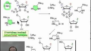 Enzymatic Hydrolysis of Phosphodiesters [upl. by Roque]