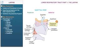 Anatomy and Physiology Larynx [upl. by Atnoid]