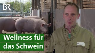 Forschung an TierwohlSchweinestall Mehr Tiergesundheit in der Schweinehaltung  Unser Land  BR [upl. by Chafee]