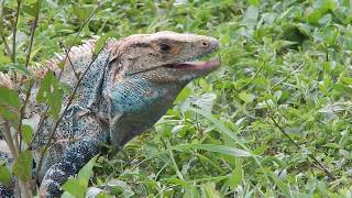 Garrobo  Spiny tailed Iguana  Ctenosaura similis [upl. by Amuh]