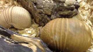 Three banded armadillo and her 10 week old baby [upl. by Buonomo]