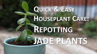 Repotting Young Jade Plants  Quick amp Easy Houseplants [upl. by Etep]