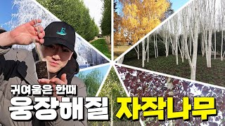 신품종 7종 자작나무 걷잡을 수 없이 빠른 성장세를 보여 드립니다 [upl. by Eciryt747]