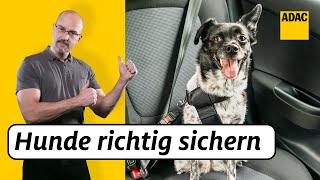 So transportierst du Hunde SICHER im Auto  ADAC  Recht Logisch [upl. by Pacificia482]