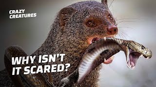 How Does This Tiny Mongoose Kill King Cobras [upl. by Eeram312]