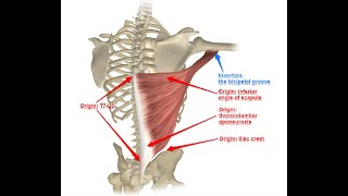 Two Minutes of Anatomy Latissimus Dorsi [upl. by Halimak161]