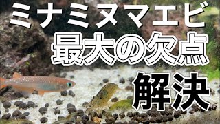 【メダカ混泳】増えすぎたミナミヌマエビをペットボトルで安全に生捕りする方法 [upl. by Eliathan]