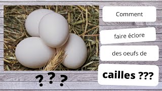 Comment couver des oeufs de caille partie 1 [upl. by Patrick]