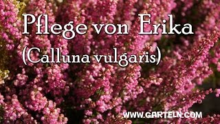 Tipps für die Pflege von Erika Calluna vulgaris [upl. by Roselane270]