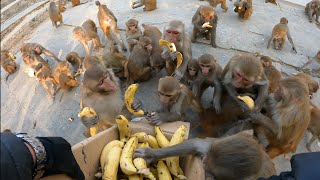 feeding a group of monkeys two crates of bananas  feeding banana to wild monkey  monkey eat banana [upl. by Elrebmik]