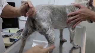 A 15yearold Westie has skin disease ear infections and anal sacculitis [upl. by Kaitlin]