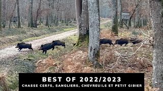 BEST OF 20222023  CHASSE AUX CERFS SANGLIERS CHEVREUILS ET PETIT GIBIER [upl. by Ahsiekal]