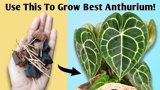 The BEST Potting Mix for Anthurium  Anthurium Plant Care Tips [upl. by Buote]