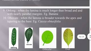 Diversity in leaf and lamina shape B Sc Part III [upl. by Leahcimsemaj504]