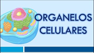 ORGANELOS CELULARES Organelos Membranosos [upl. by Alyhs]