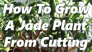 How To Grow A Jade Plant From Branch And Leaf Cuttings [upl. by Nahtanha]