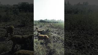 Sheeps sheeplovers short shortvideo رڍون amanullahjamali سنڌ جا جانور [upl. by Questa]