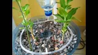 Recycling Ideas PET Bottle Aquaponics System  A Beginner How to Video on DIY Crafts [upl. by Lledniw]