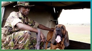 Bloodhounds Hunting Dogs  BBC Earth Explore [upl. by Seaddon]