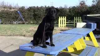 Training Your Labrador Retriever Puppy Part Five [upl. by Boffa]