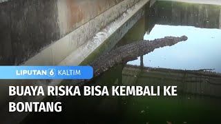 Buaya Riska Bisa Kembali ke Bontang  Liputan 6 Kaltim [upl. by Anpas314]