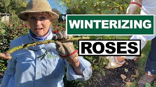 How to Prepare Your Roses For Winter [upl. by Selij45]