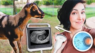 Did Our Artificial Insemination Work goat pregnancy ultrasound [upl. by Roch]