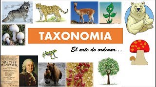 Taxonomía clasificación de los seres vivos [upl. by Bloch881]