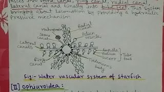 water vascular system in echinoderms notes Bsc [upl. by Syxela]