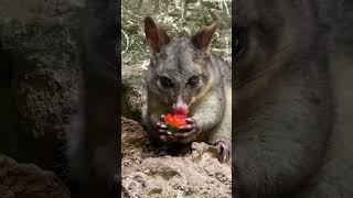 umpherston sinkhole Wild Possum [upl. by Yllitnahc]