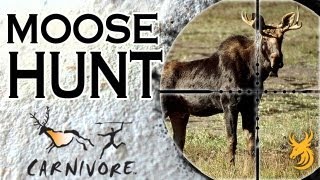 Carnivore Moose hunt for meat in Newfoundland [upl. by Myranda]