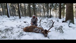 Polowanie na jelenie Hunting deer Hunting in Poland 32020 [upl. by Russi]