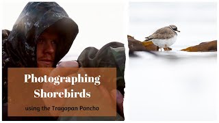 Bird Photography  Capturing Shore Birds using the Tragopan Poncho [upl. by Waverly]