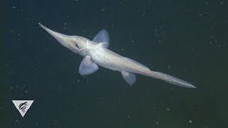 Ghostly critters from the deep for Halloween Ghost sharks [upl. by Atillertse]