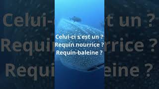 Introduction quiz  les requins grand requin blanc requin tigre requin bouledogue [upl. by Reivazx369]